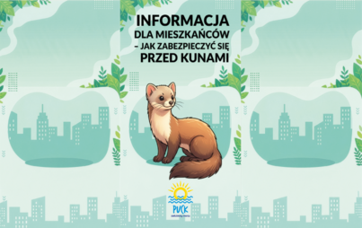 Zdjęcie do Informacja dla mieszkańc&oacute;w &ndash; jak zabezpieczyć się przed kunami