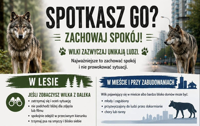 Zdjęcie do Informacja dla mieszkańc&oacute;w &ndash; jak zachować się w przypadku spotkania z wilkiem?